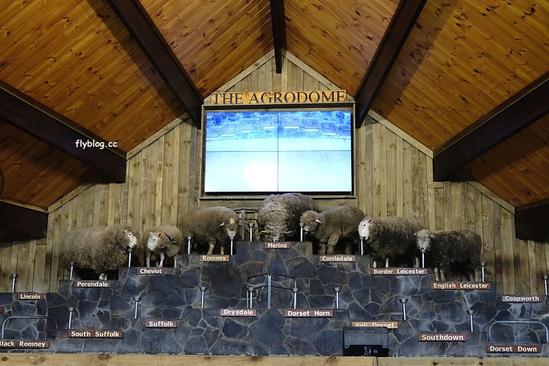 紐西蘭羅托魯瓦｜Agrodome Farm 愛歌頓農場．紐西蘭最大牧場，被綿羊和草泥馬包圍了 @飛天璇的口袋