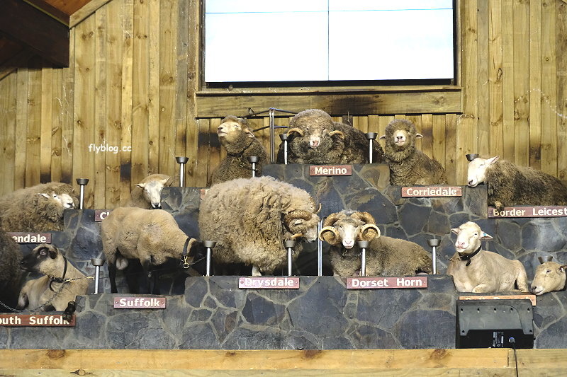 紐西蘭羅托魯瓦｜Agrodome Farm 愛歌頓農場．紐西蘭最大牧場，被綿羊和草泥馬包圍了 @飛天璇的口袋