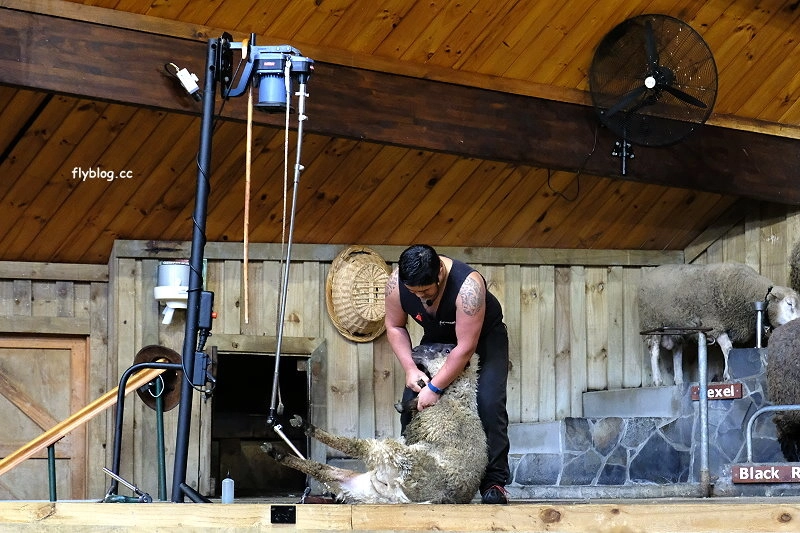 紐西蘭羅托魯瓦｜Agrodome Farm 愛歌頓農場．紐西蘭最大牧場，被綿羊和草泥馬包圍了 @飛天璇的口袋