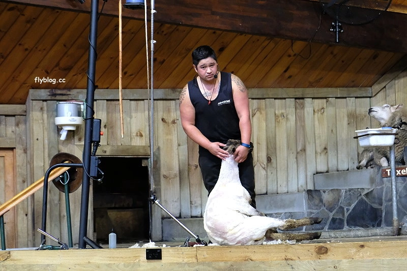 紐西蘭羅托魯瓦｜Agrodome Farm 愛歌頓農場．紐西蘭最大牧場，被綿羊和草泥馬包圍了 @飛天璇的口袋