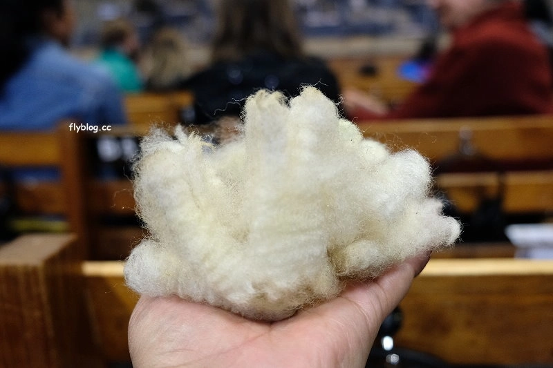 紐西蘭羅托魯瓦｜Agrodome Farm 愛歌頓農場．紐西蘭最大牧場，被綿羊和草泥馬包圍了 @飛天璇的口袋