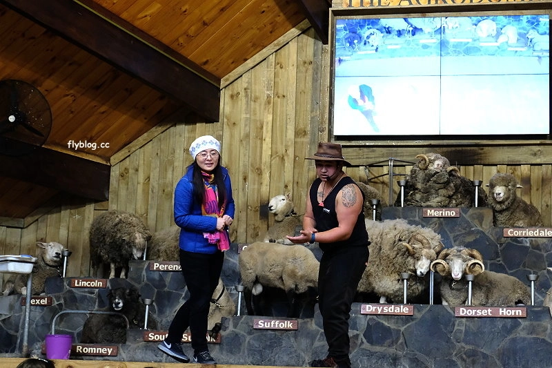 紐西蘭羅托魯瓦｜Agrodome Farm 愛歌頓農場．紐西蘭最大牧場，被綿羊和草泥馬包圍了 @飛天璇的口袋