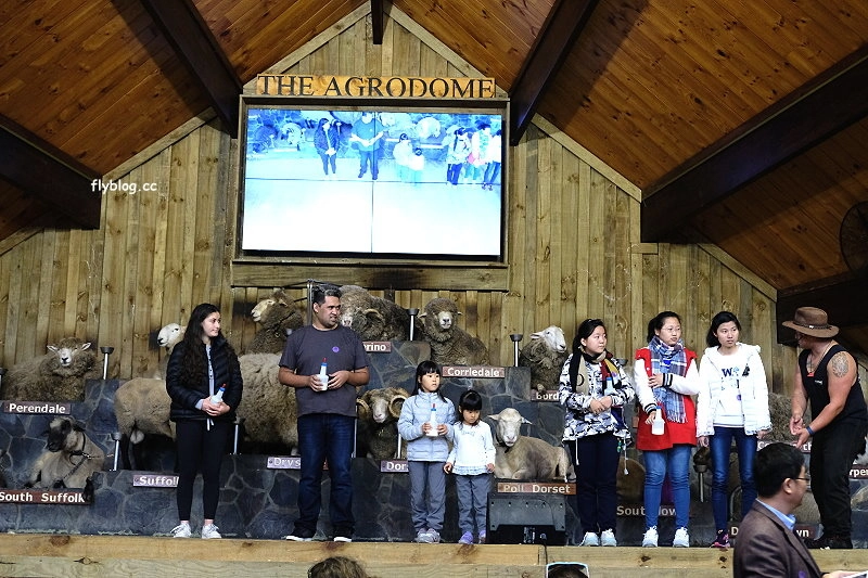 紐西蘭羅托魯瓦｜Agrodome Farm 愛歌頓農場．紐西蘭最大牧場，被綿羊和草泥馬包圍了 @飛天璇的口袋