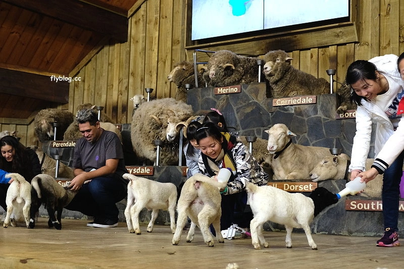 紐西蘭羅托魯瓦｜Agrodome Farm 愛歌頓農場．紐西蘭最大牧場，被綿羊和草泥馬包圍了 @飛天璇的口袋