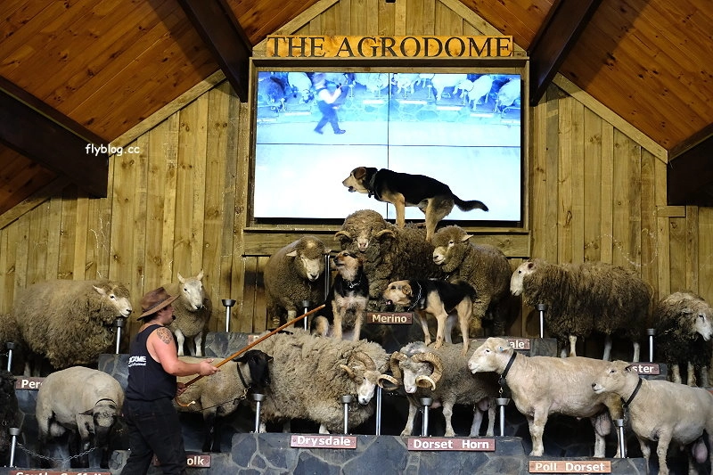 紐西蘭羅托魯瓦｜Agrodome Farm 愛歌頓農場．紐西蘭最大牧場，被綿羊和草泥馬包圍了 @飛天璇的口袋