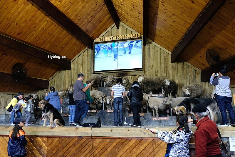 紐西蘭羅托魯瓦｜Agrodome Farm 愛歌頓農場．紐西蘭最大牧場，被綿羊和草泥馬包圍了 @飛天璇的口袋