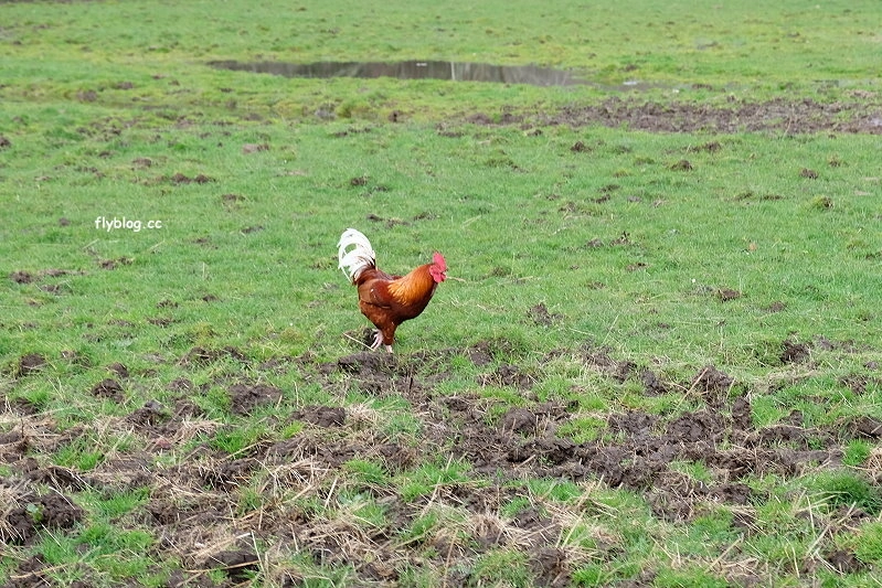 紐西蘭羅托魯瓦｜Agrodome Farm 愛歌頓農場．紐西蘭最大牧場，被綿羊和草泥馬包圍了 @飛天璇的口袋