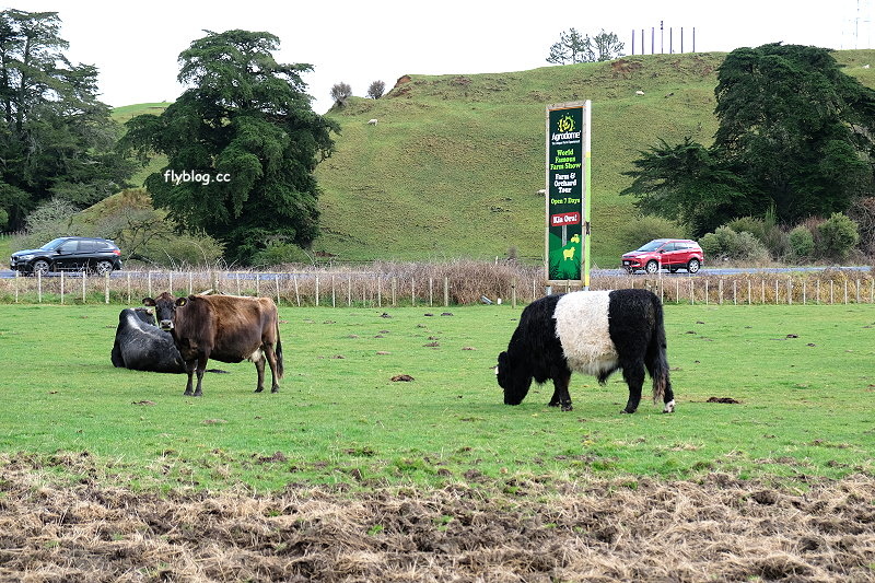 紐西蘭羅托魯瓦｜Agrodome Farm 愛歌頓農場．紐西蘭最大牧場，被綿羊和草泥馬包圍了 @飛天璇的口袋