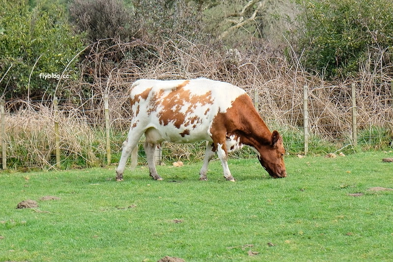 紐西蘭羅托魯瓦｜Agrodome Farm 愛歌頓農場．紐西蘭最大牧場，被綿羊和草泥馬包圍了 @飛天璇的口袋