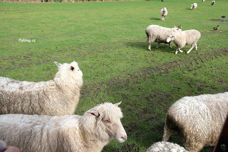 紐西蘭羅托魯瓦｜Agrodome Farm 愛歌頓農場．紐西蘭最大牧場，被綿羊和草泥馬包圍了 @飛天璇的口袋