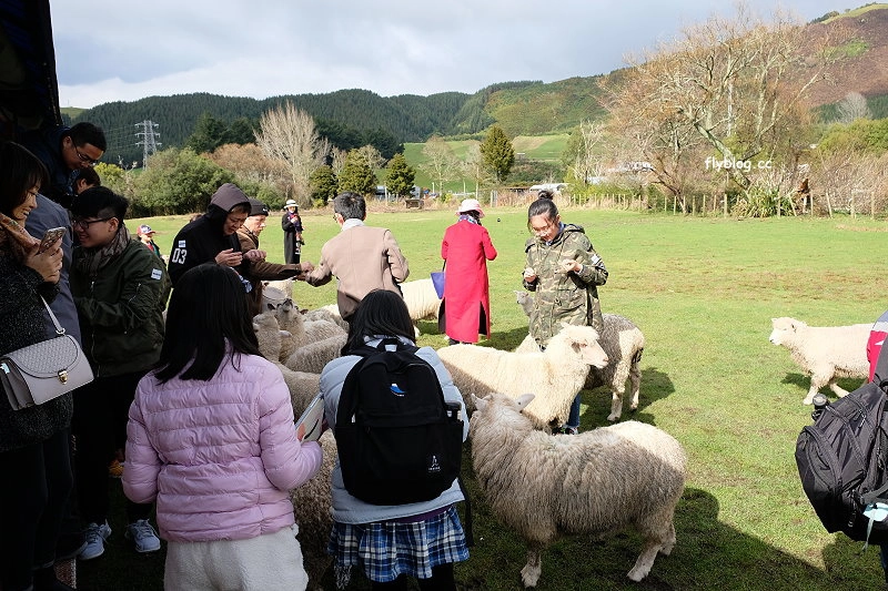 紐西蘭羅托魯瓦｜Agrodome Farm 愛歌頓農場．紐西蘭最大牧場，被綿羊和草泥馬包圍了 @飛天璇的口袋