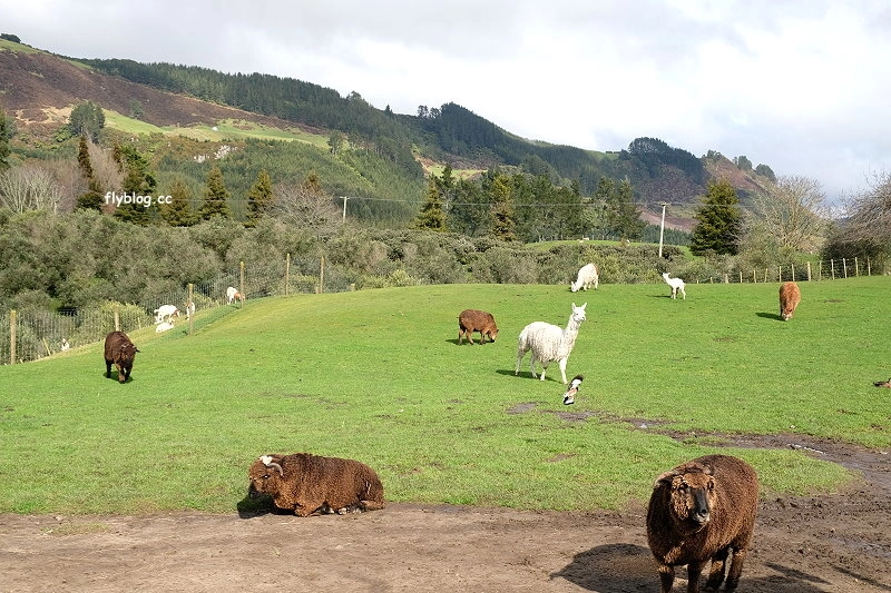 紐西蘭羅托魯瓦｜Agrodome Farm 愛歌頓農場．紐西蘭最大牧場，被綿羊和草泥馬包圍了 @飛天璇的口袋