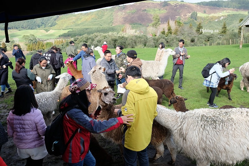 紐西蘭羅托魯瓦｜Agrodome Farm 愛歌頓農場．紐西蘭最大牧場，被綿羊和草泥馬包圍了 @飛天璇的口袋
