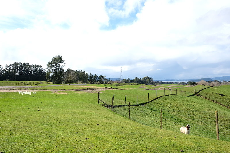 紐西蘭羅托魯瓦｜Agrodome Farm 愛歌頓農場．紐西蘭最大牧場，被綿羊和草泥馬包圍了 @飛天璇的口袋