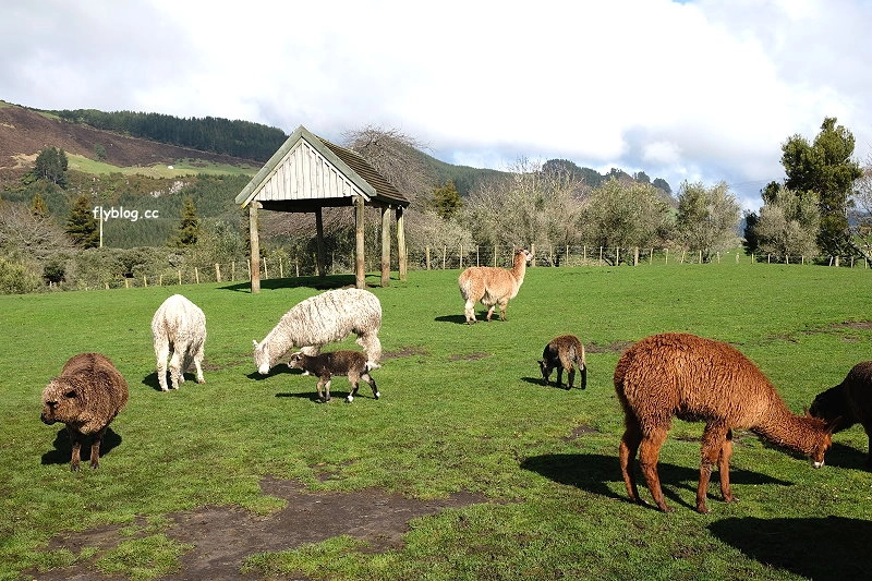 紐西蘭羅托魯瓦｜Agrodome Farm 愛歌頓農場．紐西蘭最大牧場，被綿羊和草泥馬包圍了 @飛天璇的口袋