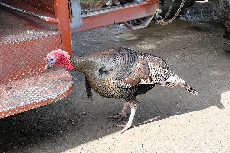 紐西蘭羅托魯瓦｜Agrodome Farm 愛歌頓農場．紐西蘭最大牧場，被綿羊和草泥馬包圍了 @飛天璇的口袋