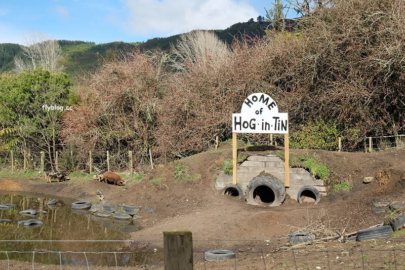 紐西蘭羅托魯瓦｜Agrodome Farm 愛歌頓農場．紐西蘭最大牧場，被綿羊和草泥馬包圍了 @飛天璇的口袋