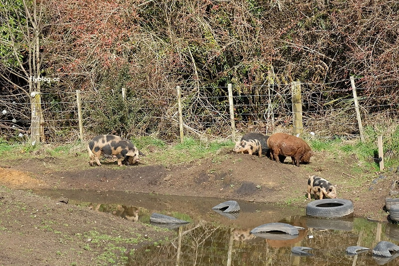 紐西蘭羅托魯瓦｜Agrodome Farm 愛歌頓農場．紐西蘭最大牧場，被綿羊和草泥馬包圍了 @飛天璇的口袋