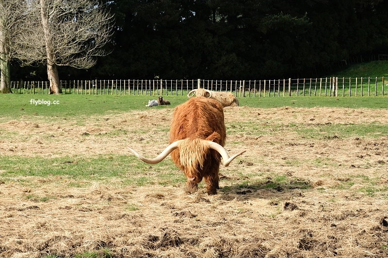 紐西蘭羅托魯瓦｜Agrodome Farm 愛歌頓農場．紐西蘭最大牧場，被綿羊和草泥馬包圍了 @飛天璇的口袋