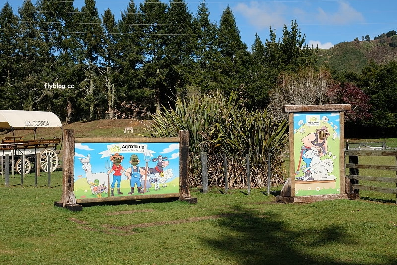 紐西蘭羅托魯瓦｜Agrodome Farm 愛歌頓農場．紐西蘭最大牧場，被綿羊和草泥馬包圍了 @飛天璇的口袋