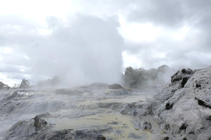 紐西蘭羅托魯瓦｜阿蒂普亞毛利文化園區 Te Puia．體驗紐西蘭毛利文化，品嚐地熱溫泉料理 @飛天璇的口袋