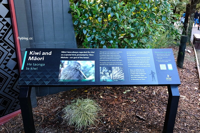 紐西蘭羅托魯瓦｜阿蒂普亞毛利文化園區 Te Puia．體驗紐西蘭毛利文化，品嚐地熱溫泉料理 @飛天璇的口袋