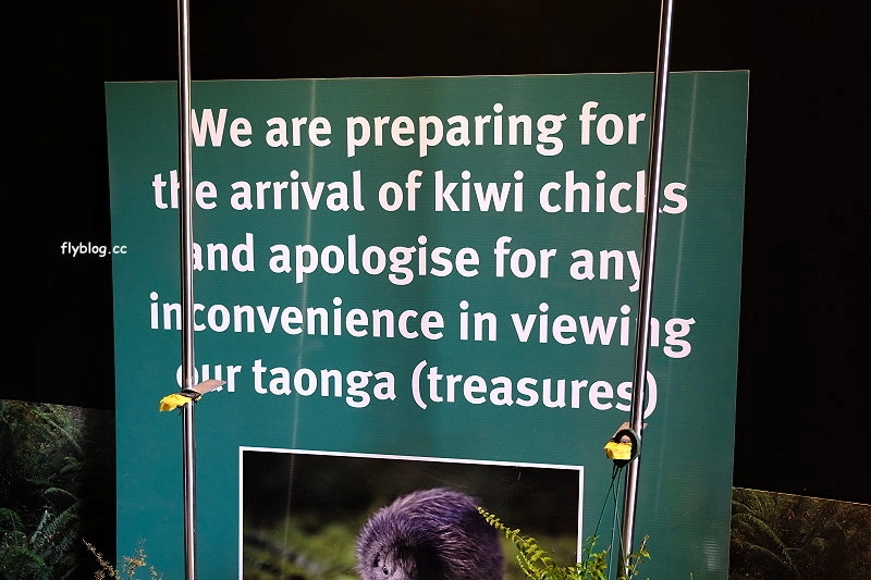 紐西蘭羅托魯瓦｜阿蒂普亞毛利文化園區 Te Puia．體驗紐西蘭毛利文化，品嚐地熱溫泉料理 @飛天璇的口袋