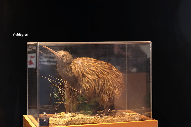 紐西蘭羅托魯瓦｜阿蒂普亞毛利文化園區 Te Puia．體驗紐西蘭毛利文化，品嚐地熱溫泉料理 @飛天璇的口袋