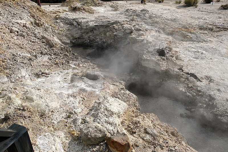 紐西蘭羅托魯瓦｜地獄之門 Hell Gate．體驗地熱溫泉，紐西蘭北島自然奇觀 @飛天璇的口袋