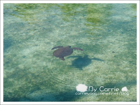 【夏威夷自由行】Day3 希爾頓唯克樂渡假村&rarr;檀香山&rarr;歐胡島希爾頓夏威夷人酒店&rarr;檀香山市區 @飛天璇的口袋