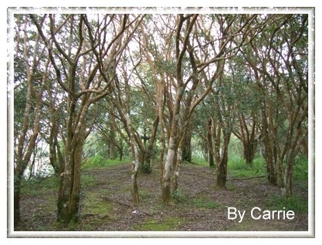 【苗栗旅遊】向天湖農場 @飛天璇的口袋