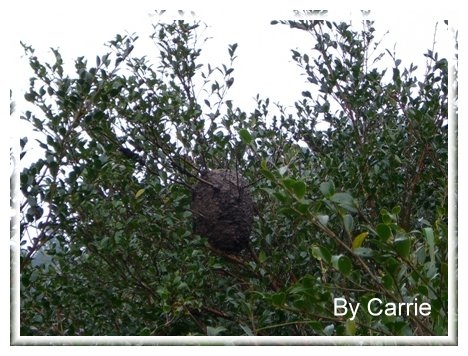 【苗栗旅遊】向天湖農場 @飛天璇的口袋