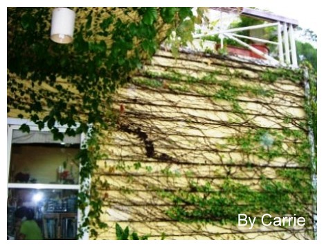 【桃園旅遊】富田花園農場 @飛天璇的口袋