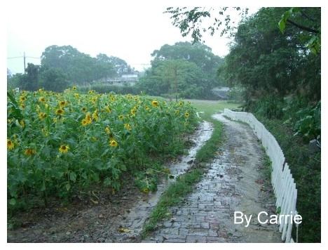 【桃園旅遊】富田花園農場 @飛天璇的口袋