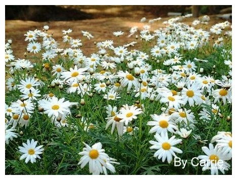 【桃園旅遊】富田花園農場 @飛天璇的口袋
