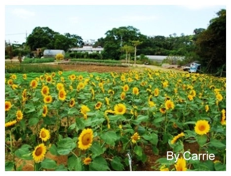 【桃園旅遊】富田花園農場 @飛天璇的口袋