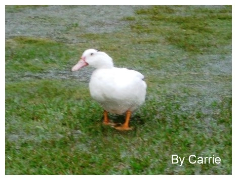 【桃園旅遊】富田花園農場 @飛天璇的口袋