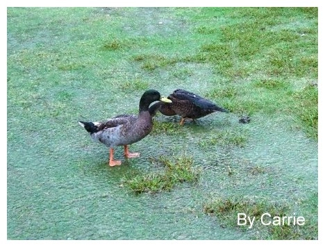 【桃園旅遊】富田花園農場 @飛天璇的口袋