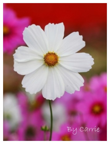 【台中旅遊】97新社花海行 @飛天璇的口袋