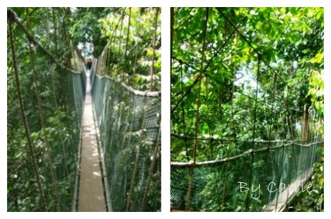 【馬來西亞】沙巴之旅 – Day2 @飛天璇的口袋