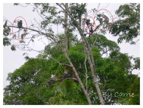 【馬來西亞】沙巴之旅 – Day3 @飛天璇的口袋