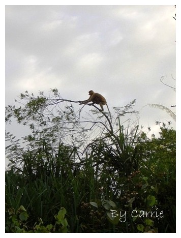 【馬來西亞】沙巴之旅 – Day3 @飛天璇的口袋