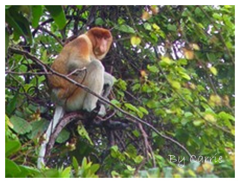 【馬來西亞】沙巴之旅 – Day3 @飛天璇的口袋