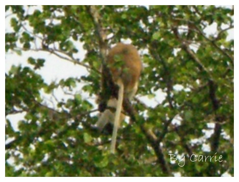 【馬來西亞】沙巴之旅 – Day3 @飛天璇的口袋