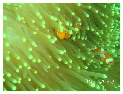 【馬來西亞】沙巴之旅 – Day4 @飛天璇的口袋