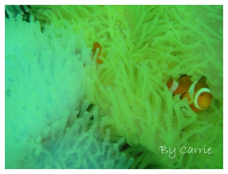 【馬來西亞】沙巴之旅 – Day4 @飛天璇的口袋