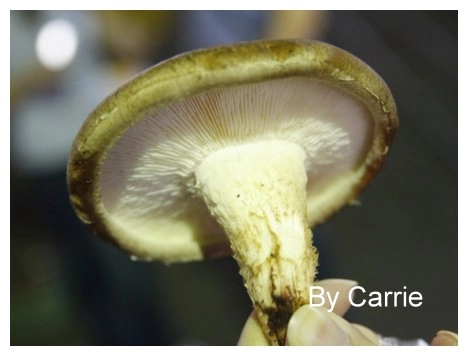 【台中旅遊】新社阿亮香菇園 @飛天璇的口袋