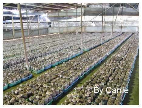 【台中旅遊】新社阿亮香菇園 @飛天璇的口袋