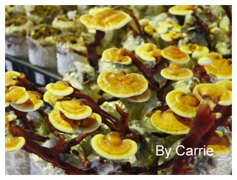 【台中旅遊】新社阿亮香菇園 @飛天璇的口袋