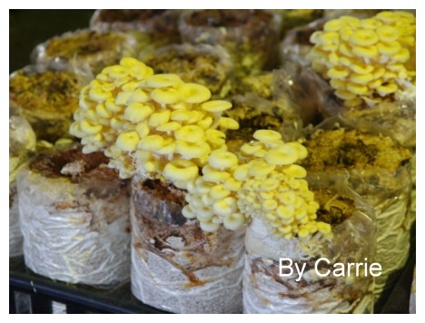 【台中旅遊】新社阿亮香菇園 @飛天璇的口袋